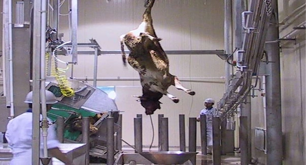 Cattle and Sheep/Goat Slaughterhouse Solutions