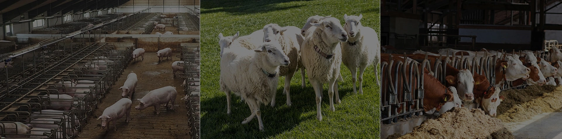 Cattle Slaughter-banner