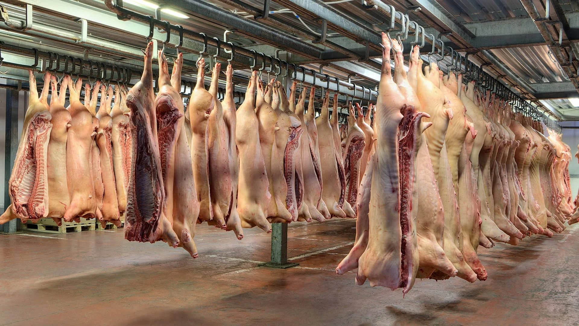 Pig Slaughter