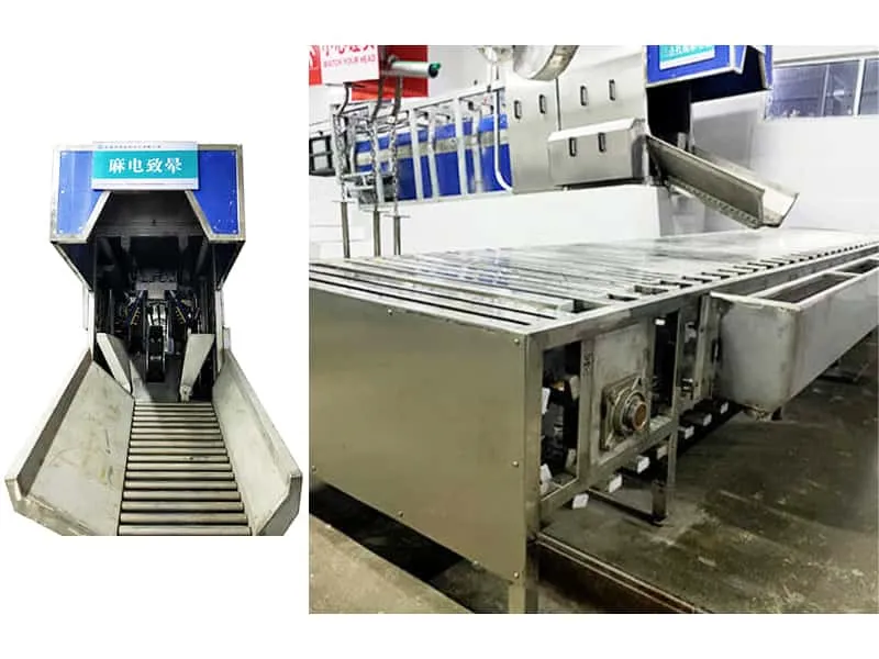 The advantages of 3-points pig electric stunning conveyor