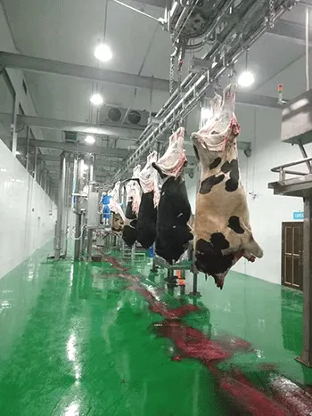 Carcass Processing Conveyors