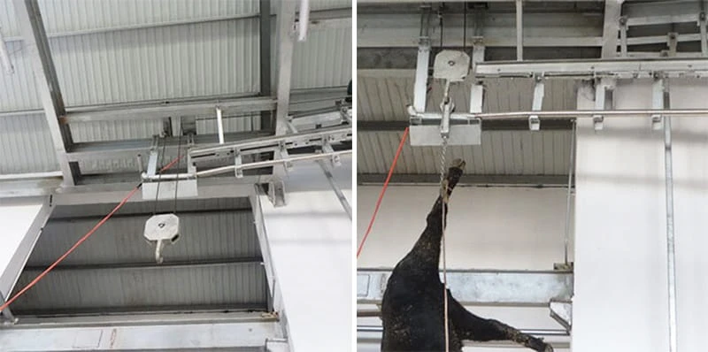 Cattle Lifting Machine