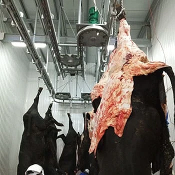 Cattle Bleeding Line