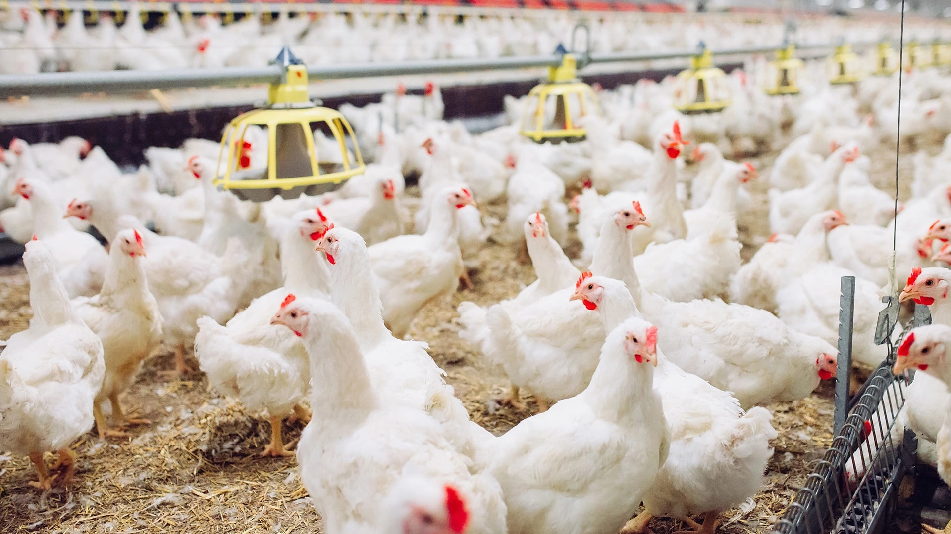 Poultry Slaughter