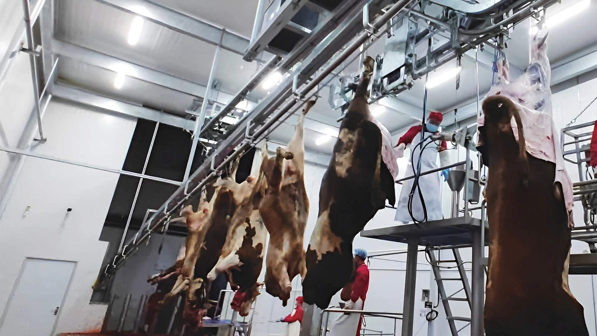 Cattle Slaughter