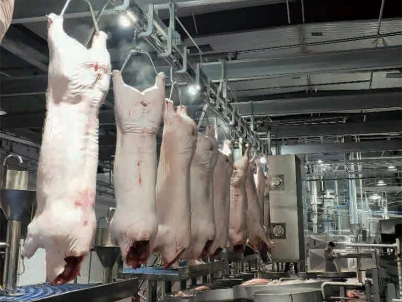 How the pig is slaughtered and processed
