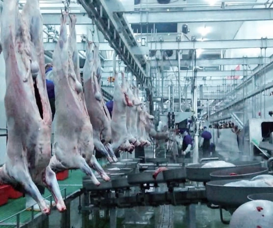 How should animal slaughtering equipment be maintained?