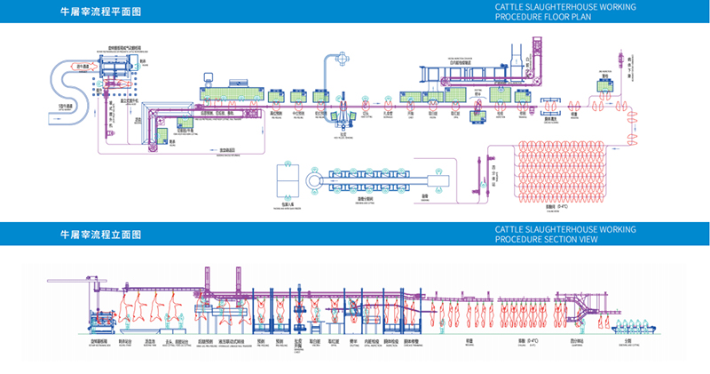 Cattle slaughtering procedure – (part 4)