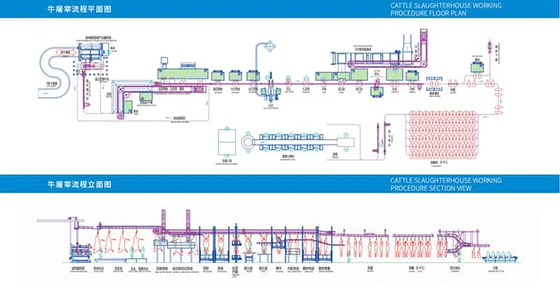 Cattle slaughtering procedure – (part 4)