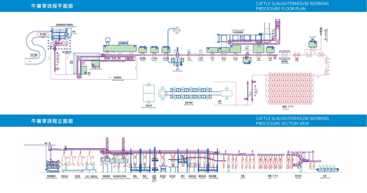 Cattle slaughtering procedure – (part 5)
