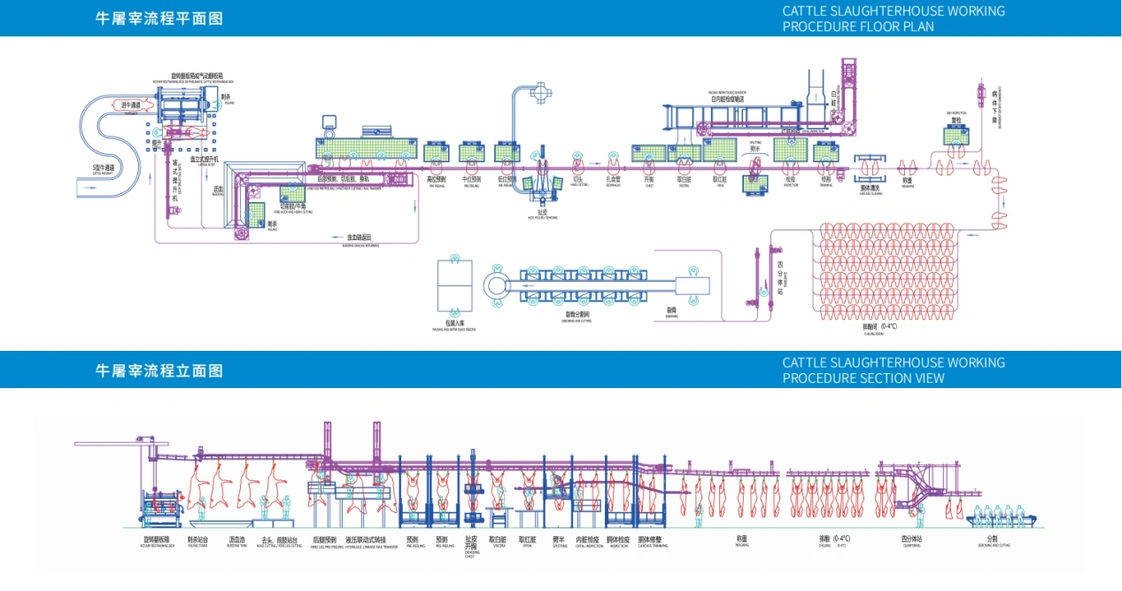 Cattle slaughtering procedure – (part 6)