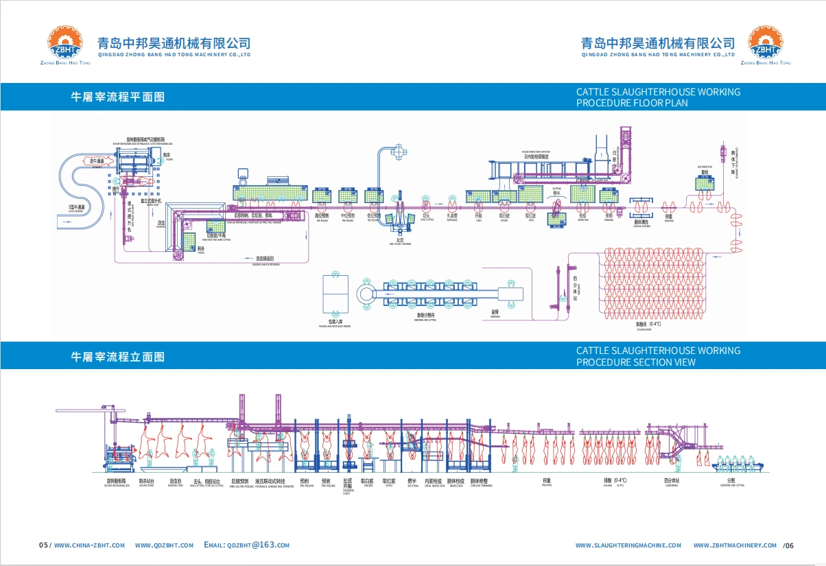 Cattle slaughtering procedure – (part 7)