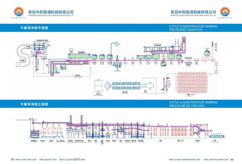 Cattle slaughtering procedure – (part 8)