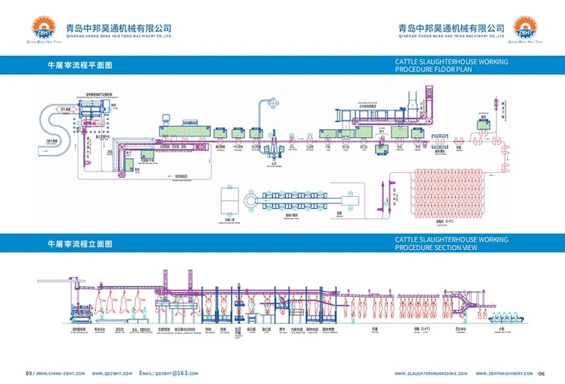 Cattle slaughtering procedure – (part 11)