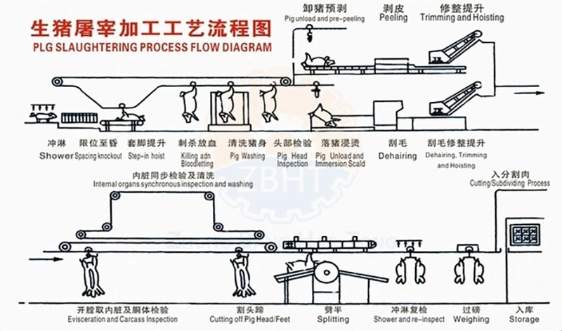 Pig slaughtering process steps