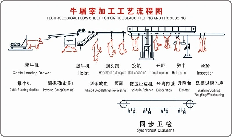 Cattle slaughter line